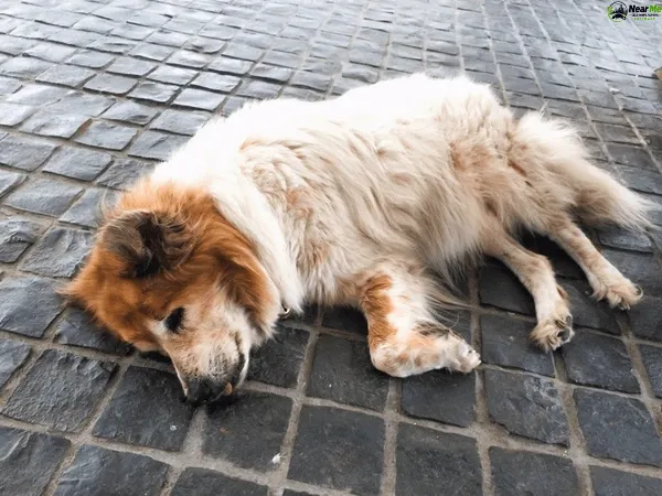 Dead Dog Removal Thagoona