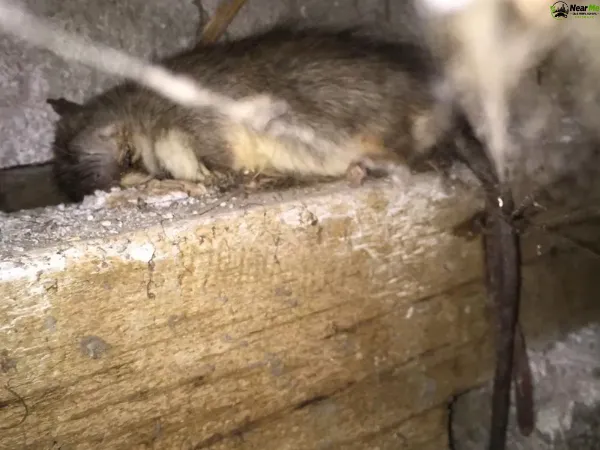 Dead Rat Removal Thagoona
